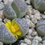 «Живые камни» — литопсы, настоящее чудо природы