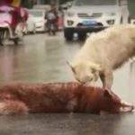 В Китае собака попыталась оживить друга
