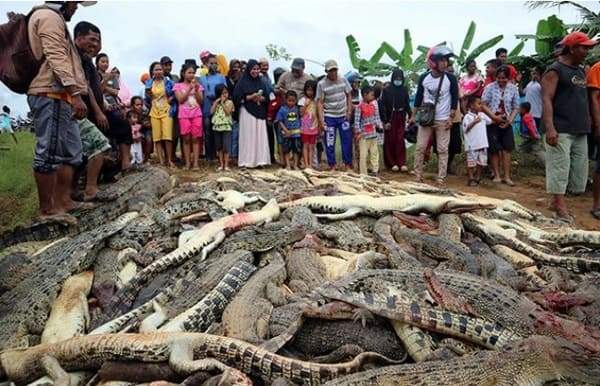 В Индонезии убили 292 крокодила