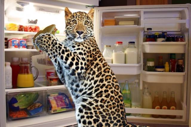 Рысь в холодильнике