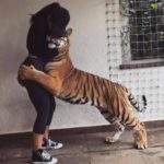Тигр ласково обнимает девушку