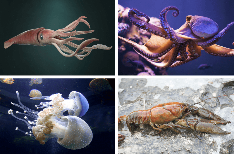 Кальмары, осьминоги и медузы