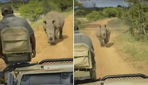 Носорог устроил погоню за туристами