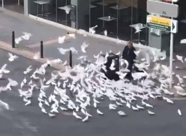 В Европе голодные голуби атакуют людей