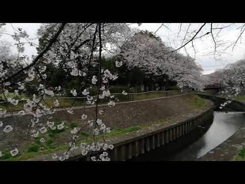В Японии зацвела сакура - Парк Вадабори в Токио