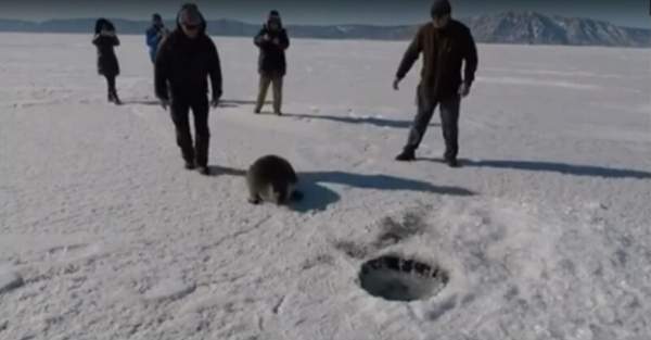 Люди помогли нерпе найти лунку во льду