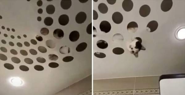 Кошка Муся против модного натяжного потолка хозяйки