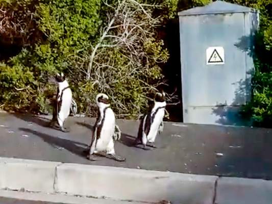 Пока люди в самоизоляции: в ЮАР по улицам бродят пингвины, в центре австралийского города скачут кенгуру, в Италии купаются в море олени (ВИДЕО)