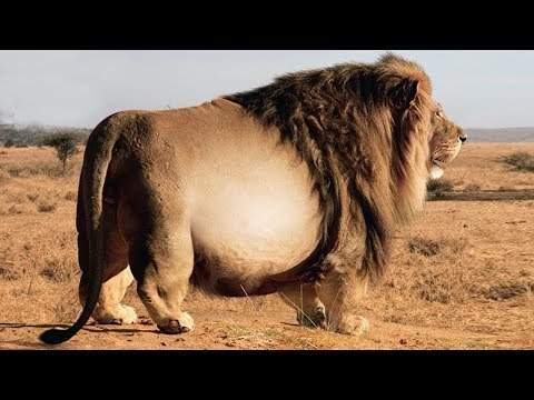 Самые толстые в мире животные