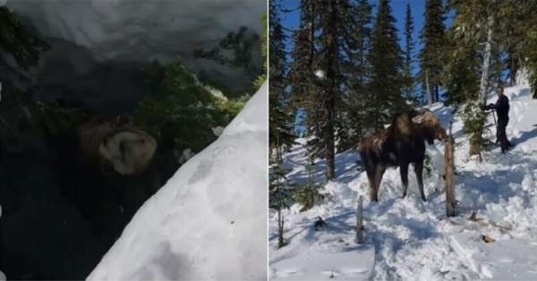 Спасли лося из снежной ловушки в лесу