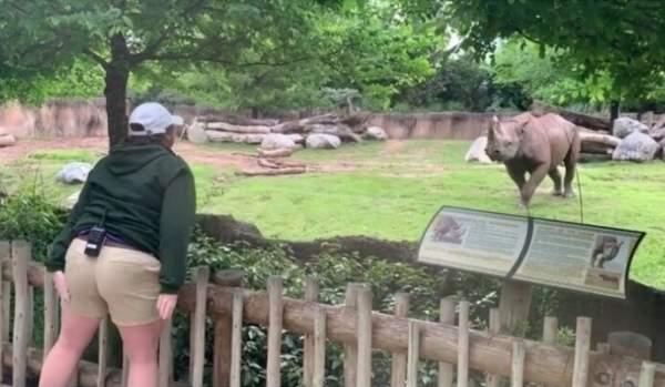 Встреча девушки и носорога в зоопарке