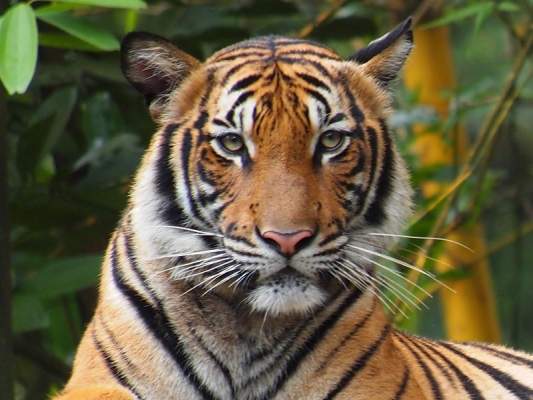 В нью-йоркском зоопарке отмечен первый известный в мире случай коронавируса у тигрицы, ее заразил человек