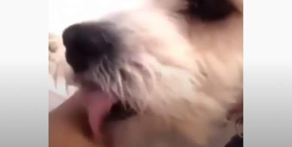 Реакция собаки на нездоровый кашель хозяйки